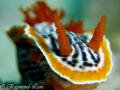   Chromodoris strigata posting  